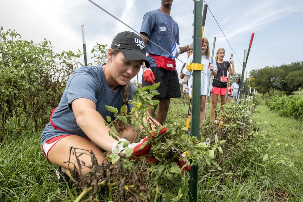 Students pulling weeding along fence line at a local park